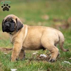 Rusty, English Mastiff Puppy